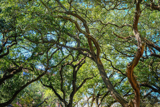 Canopy of Live Oak Limbs