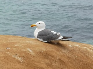 California seagull on a rock in La Jolla