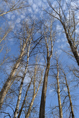 Obraz premium Tall bare trees in early spring. Poplars and birches on the background of blue sky with light clouds