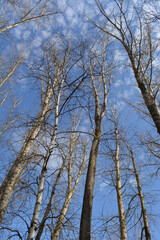Tall bare trees in early spring. Poplars and birches on the background of blue sky with light clouds