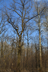 Forest with bare trees on the background of blue sky in early spring