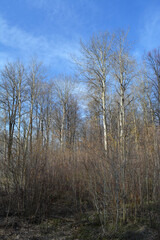 Forest landscape in early spring. Bare trees and bushes.
