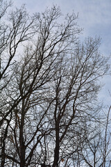 Black silhouettes of tree branches on the background of sky. Ear