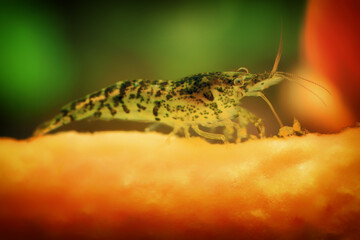Neocaridina Freshwater Shrimp, dwarf shrimp in the aquarium. Aquascaping, aquaristic Animal macro, close up photography with a focus gradient and soft background. 