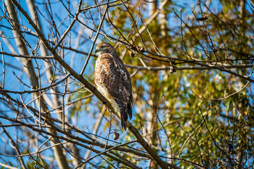 hawk in the tree