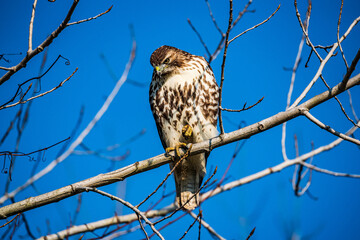 red tailed hawk spotting prey