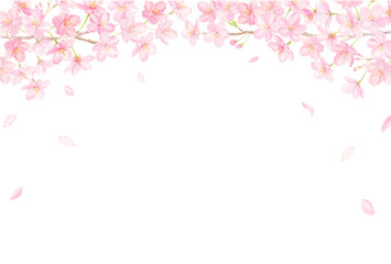 Obraz na płótnie Canvas 水彩で描く桜と花びらの背景　ベクターイラスト