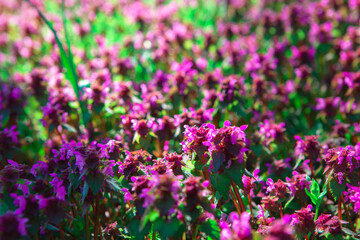 Obraz premium Wildflowers background vibrant colors
