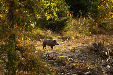 Wild boar in the forest. European boar searching for food. Wildlife in autumn time.  - obrazy, fototapety, plakaty