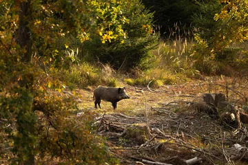 Fotobehang Wild boar in the forest. European boar searching for food. Wildlife in autumn time.  © prochym