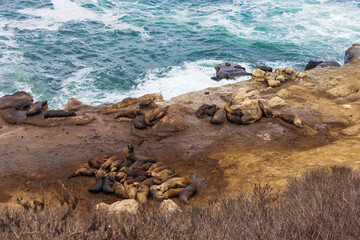 seals lying on the rocks near the pacific ocean © ola_photo_art