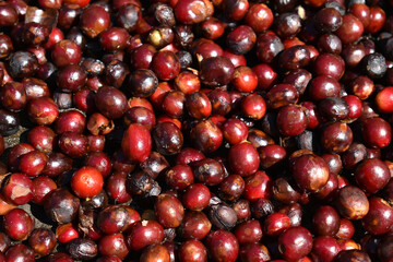 Red fresh coffee berries, coffee beans in detail, background