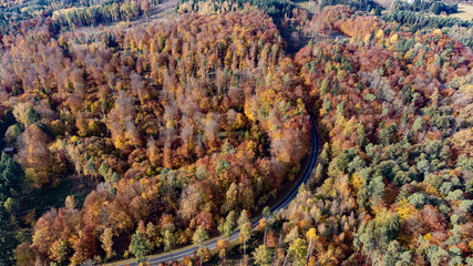 Herbstwald mit Straße