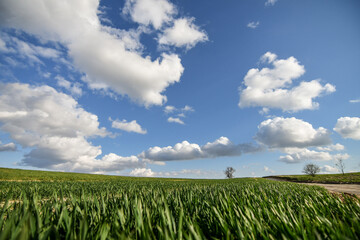 Young green wheat seedlings growing in agricultural field in spring. Agriculture concept, organic food. Selective focus. Low DOF.