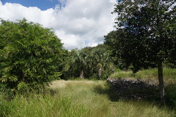 landscape of the mayan