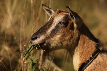 portrait of a goat