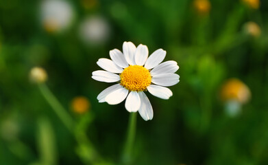 Obraz premium Beautiful chamomile flower on green field, closeup