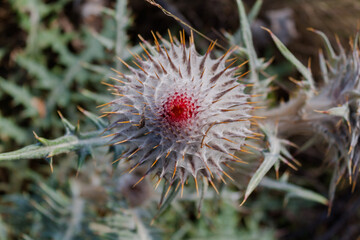 Flora del estado de México, Cardo (cirsium) - plantas curativas