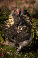 Blue Favaucana Rooster