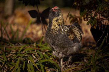 Blue Favaucana Rooster