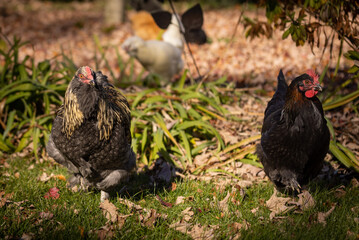 black and white chicken