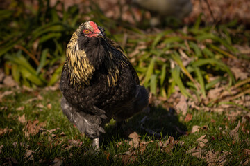 Blue Favaucana Rooster