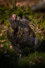 Blue Favaucana Rooster