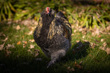 Blue Favaucana Rooster