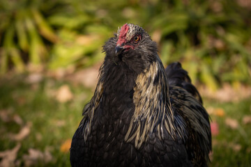 Blue Favaucana Rooster