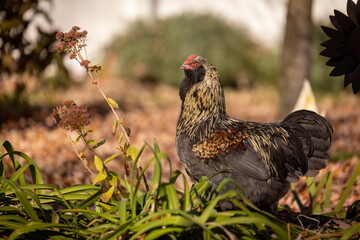 Blue Favaucana Rooster