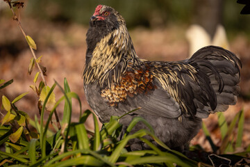 Blue Favaucana Rooster