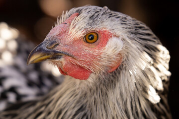 Silver laced Wyandotte