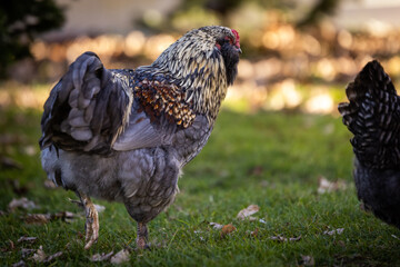 Blue Favaucana Rooster