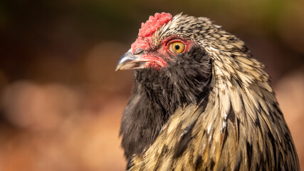 Blue Favaucana Rooster