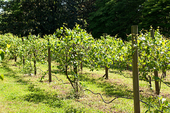 Grape Vines in Vineyard