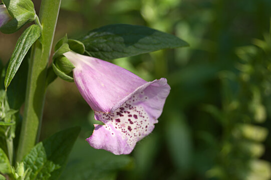 Single Foxglove Bloom