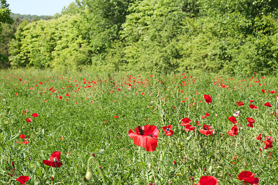 Field of Red Poppies