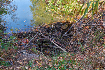 Video of the dam on a small stream built by beavers from branches.