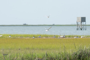 A group of black and white Terns with orange beak and legs gather on a grassy mud flat on a river delta to nest and lay eggs, protection from predators in large groups of migrating seabirds avian 