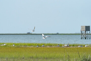 A group of black and white Terns with orange beak and legs gather on a grassy mud flat on a river...