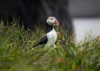 Icelandic Puffin