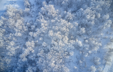 Aerial photo of birch forest in winter season. Drone shot of trees covered with hoarfrost and snow.