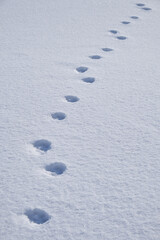 Dog footprints in the snow. Winter snow texture natural background