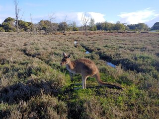 Kangaroo in harrison island