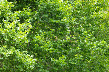 Green background with tree leaves.