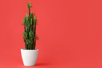 Fotobehang Toilet Tall green euphorbia trigona cactus plant in white pot on vibrant red background, minimalist home decor, the plant features multiple upright stems with small green leaves  © Pixel-Shot