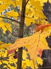 Obraz premium autumn maple leaves