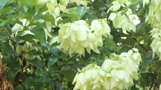 inflorescence, flower, white, mussa enda, mussaenda, nature, spring, plant, blossom, garden, leaf, beauty, bloom, bush, summer, pink, lilac, blooming, tree, floral, branch, beautiful, closeup, petal, 