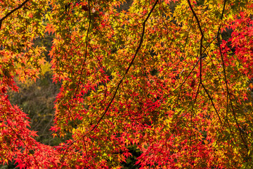 もみじのカーテン