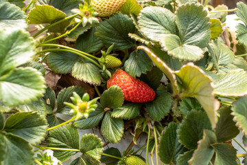 Strawberry planting, Strawberry growers working in greenhouse with harvest